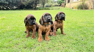 Bavarian Mountain Hound puppies