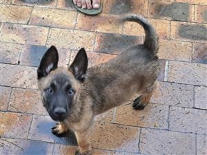 Belgian Malinois puppies for sale. Born 25 November 2023. 5 males and 2 females.