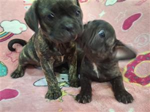 Frenchiex puppys