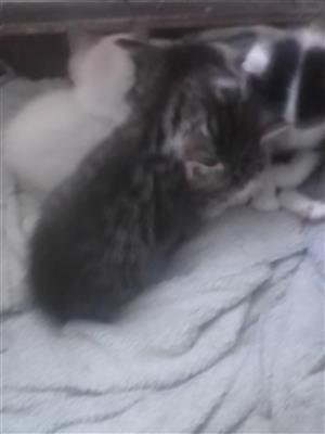 Adorable baby kittens for sale 