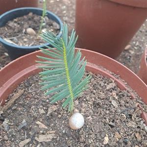 Cycad combo for sale in Valhalla Pretoria 