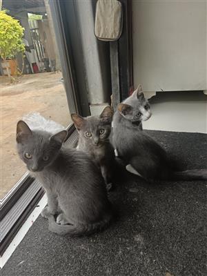 Persian mix kittens