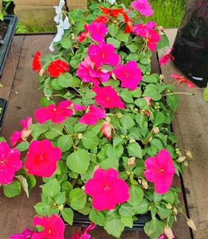 Impatients Seedlings  Per Tray  GARDEN MARKET PLACE  NO 1 Gardens Road. HILLCREST