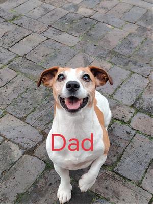 Jack Russell puppies 