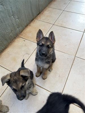 Purebred German shepherd puppies 