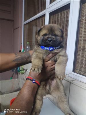 Pure Breed Chow Puppies
