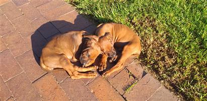 Rhodesian Ridgeback puppies