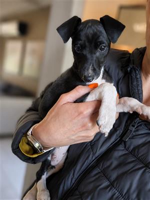 Italian Greyhound Puppies (Purebred)