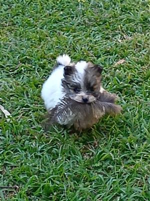 Gorgeous Pomeranian puppies available 