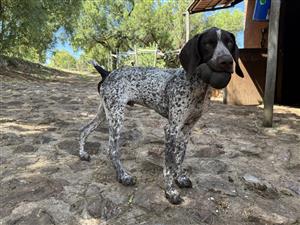  Premium Pointer Puppy – Quality Bloodline 