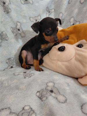 Miniature pinschers