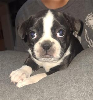 Frenchton puppies (French Bulldog x Boston Terrier)