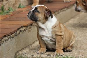 Top quality KUSA registered English Bulldog puppies