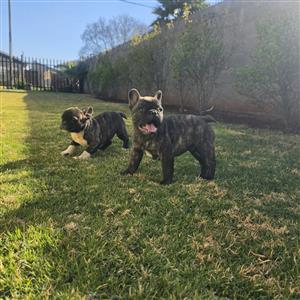 Beautiful French bulldog puppies available