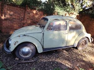 Beetle for sale