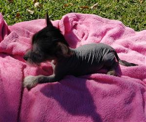 Chinese Crested hairless pup male