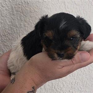 Miniature Biewer Yorkies