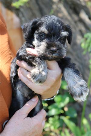 Beautiful Miniature Schnauzer Puppies Available