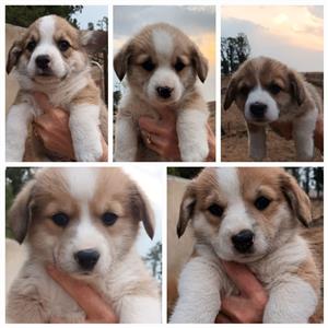 Pembroke Welsh Corgis. Ginger and sable. Male and female. 8 weeks old.  