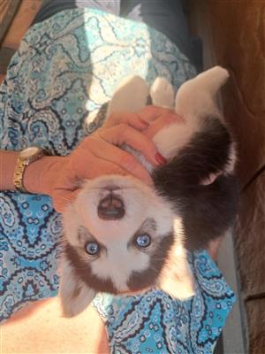 Husky Puppies 