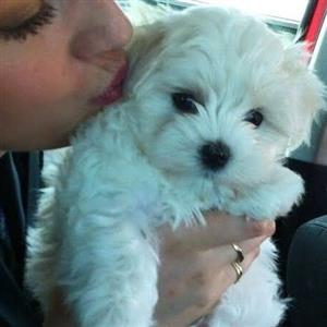 Maltese puppies available 