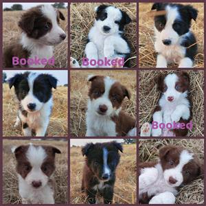 Male Border Collie puppies available 
