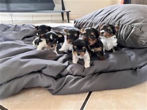 Yorkie x Biewer puppies for sale