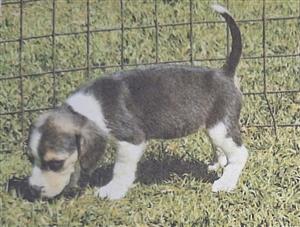 ON SPECIAL !!!! BEAGLE  PUPPIES  TRI-COLOUR