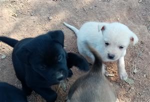 Labrador puppies x
