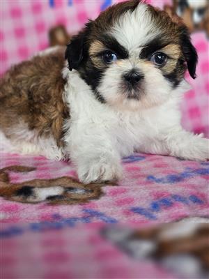 Beautiful Imperial Shih Tzu puppies for sale