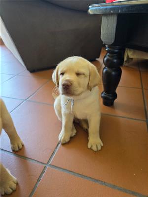 Male Labrador puppies 