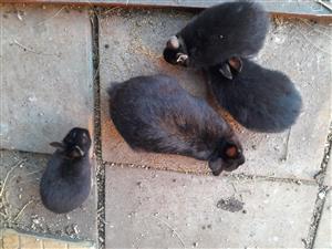 Netherland dwarf rabbits for sale