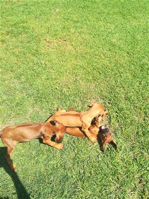 Ridgeback puppies