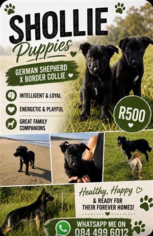 Shollie (German Shepherd and Border Collie) puppies for sale