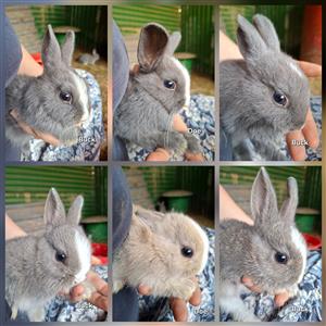 Dwarf bunnies available 