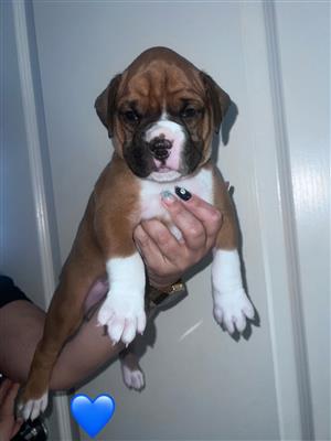 Boxer puppies 