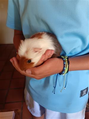 Guinea pigs / marmotte. 6 weke oud. 
