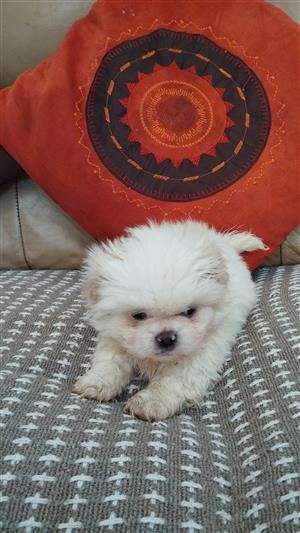 Pekingese puppies