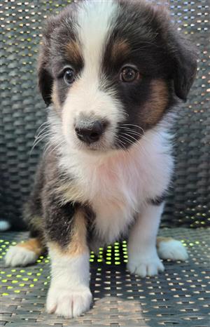 Beautiful Australian Shepherd puppies 