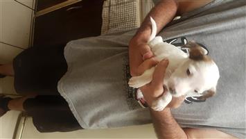 Jack Russell puppies 