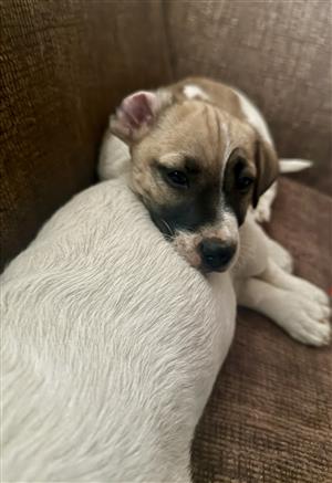 2 beautiful Pure breed Jack Russels female puppies available 