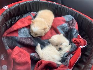 Very cute and cuddly pomeranian puppies. 4 females and 1 male