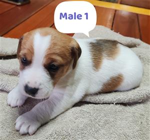 Jack Russel puppies