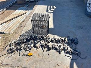 Multi Rot en Muis vanghok. Rekord staan op 36 op n slag.  Koerier kostes ingesluit landswyd.