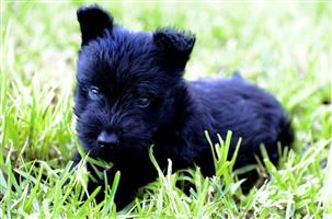 Scottish terrier puppies for sale