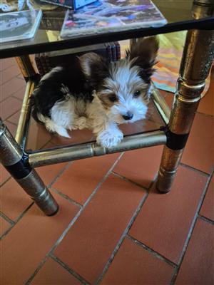Miniature  yorkie (Biewer)  1 male
