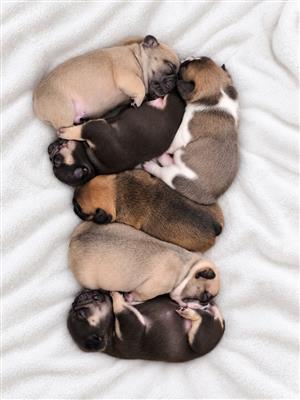 French bulldog Puppies