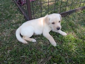 Labrador male puppys 