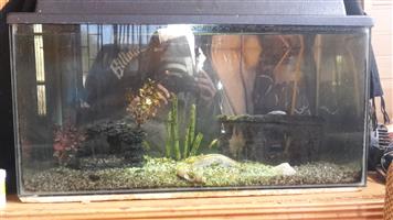 61x33x31cm  fish tank with lid an light and  accessories 1,f,guppy 1 algae eater