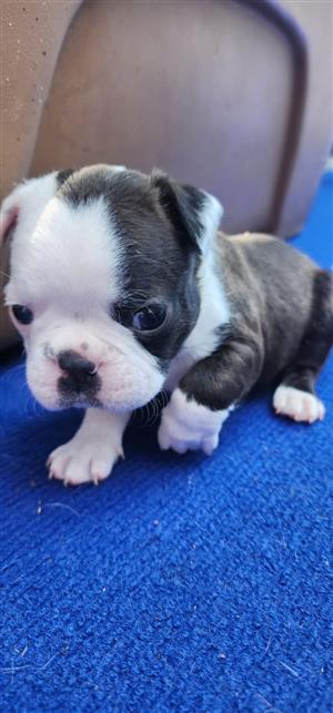 Beutifull Boston Terrier puppies for sale.Pretoria Mayville area